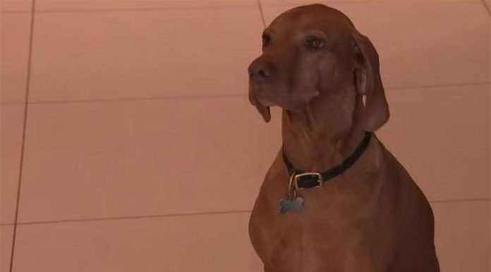 멜번, 반려견이 무장 강도 보고 짖어 사람을 구해 Austin the dog alerted the family after seeing the machete-wielding men break into its home. (Nine)