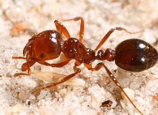 물리면 ‘불에 타는 듯한 느낌’을 주는 불개미, 퀸즐랜드에 확산 Fire ant stings can be extremely painful, with some reporting a burning sensation after being bit. (NSW Department of Primary Industries)
