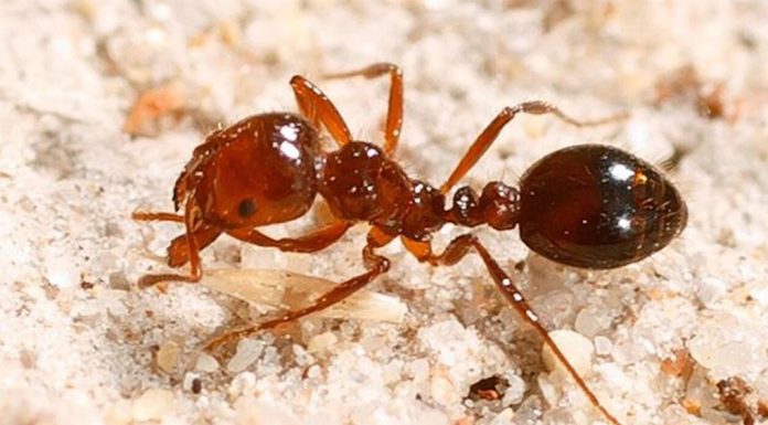 물리면 ‘불에 타는 듯한 느낌’을 주는 불개미, 퀸즐랜드에 확산 Fire ant stings can be extremely painful, with some reporting a burning sensation after being bit. (NSW Department of Primary Industries)