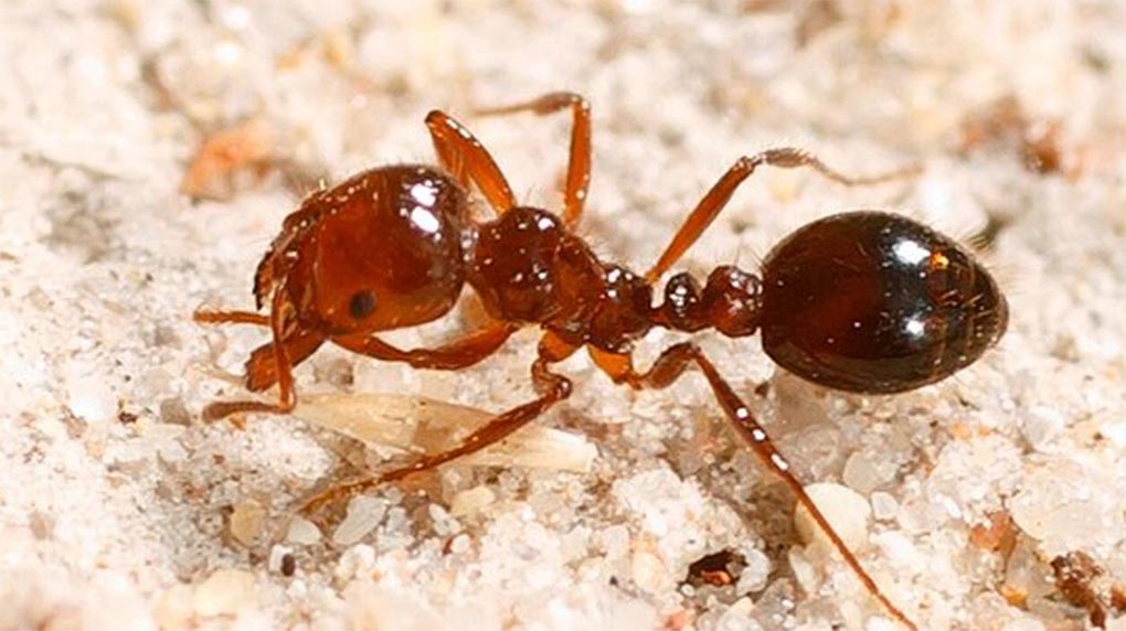 Fire ant stings can be extremely painful, with some reporting a burning sensation after being bit. (NSW Department of Primary Industries)