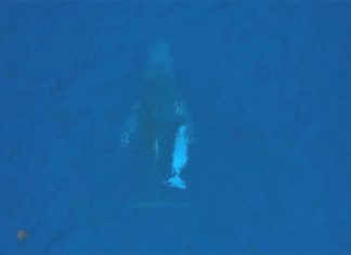 NSW, 드론 영상으로 제기된 흰 혹등고래의 가능성 논쟁 Drone footage captured a young humpback whale off the NSW coast. (Dylan Golden Images)