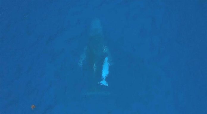 NSW, 드론 영상으로 제기된 흰 혹등고래의 가능성 논쟁 Drone footage captured a young humpback whale off the NSW coast. (Dylan Golden Images)