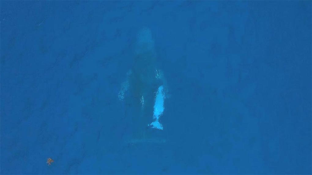 Drone footage captured a young humpback whale off the NSW coast. (Dylan Golden Images)