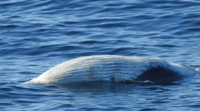 죽은 고래가 해변으로, 상어 위험, 울릉공 해변 폐쇄 North Wollongong Beach has been closed after a dead whale washed ashore, posing a major shark risk to swimmers. (Surf Life Saving Illawarra )