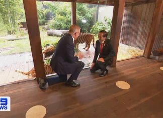 앤서니 알바니즈 총리, 인도네시아와의 관계 강화 조치 발표 Prime minister Anthony Albanese and Indonesian president Joko Widodo have toured Sydney's Taronga Zoo to strengthen diplomatic ties between the countries. (Nine)