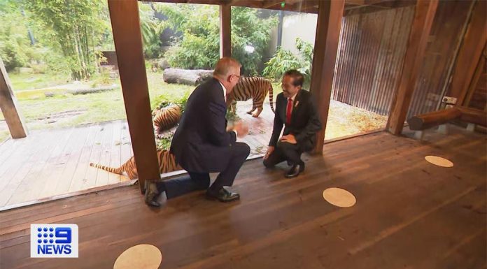 앤서니 알바니즈 총리, 인도네시아와의 관계 강화 조치 발표 Prime minister Anthony Albanese and Indonesian president Joko Widodo have toured Sydney's Taronga Zoo to strengthen diplomatic ties between the countries. (Nine)