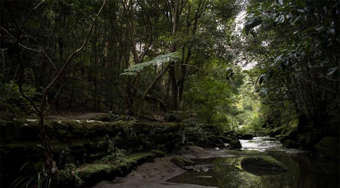 시드니 워터, 2020년 하수 누출로 865,000달러 이상 지불할 예정 Sewage flowed into Flat Rock Creek, Sydney, in 2020. (Wolter Peeters)