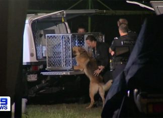 골드 코스트, 위험한 개 단속을 위해 강력한 벌금 제안 The city council's governance committee on Tuesday backed reforms of animal laws, including introducing a $619 fine for owners who fail to keep a dog under control. (File)