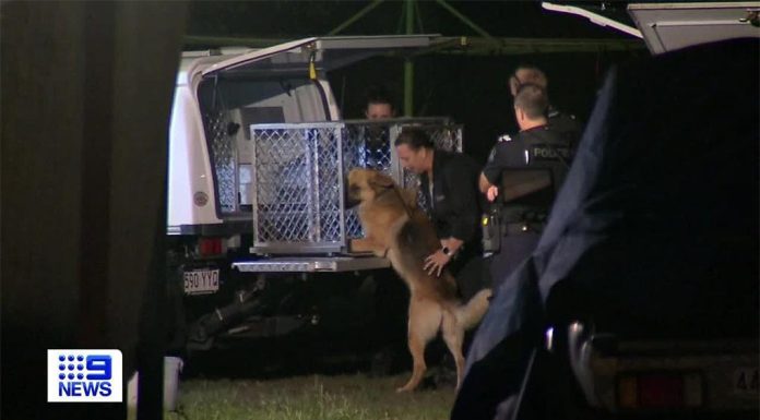 골드 코스트, 위험한 개 단속을 위해 강력한 벌금 제안 The city council's governance committee on Tuesday backed reforms of animal laws, including introducing a $619 fine for owners who fail to keep a dog under control. (File)