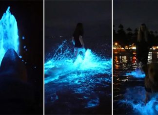남호주, 생물 발광 조류가 나타나면서 해변이 빛나다 Bioluminescent algae have lit up a beach in South Australia. (Nine)
