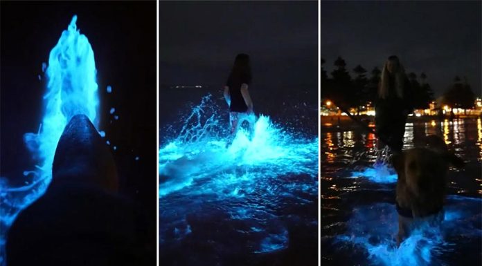 남호주, 생물 발광 조류가 나타나면서 해변이 빛나다 Bioluminescent algae have lit up a beach in South Australia. (Nine)