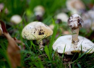 VIC, 야생 버섯 채집으로 고통스러운 죽음맞아 Deadly death cap mushrooms are often found mainly near oak trees in the wild. (Nine Arsineh Houspian)