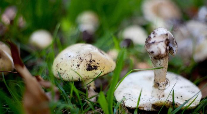 VIC, 야생 버섯 채집으로 고통스러운 죽음맞아 Deadly death cap mushrooms are often found mainly near oak trees in the wild. (Nine Arsineh Houspian)