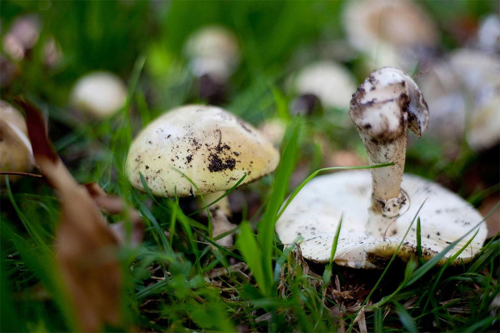 Deadly death cap mushrooms are often found mainly near oak trees in the wild. (Nine Arsineh Houspian)
