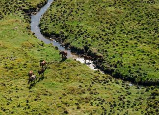 NSW 야생마 공중 사격 제안 검토 For expert marksmen, it's easy to get a clear shot in the open plains of northern Kosciuszko National Park. (James Brickwood)