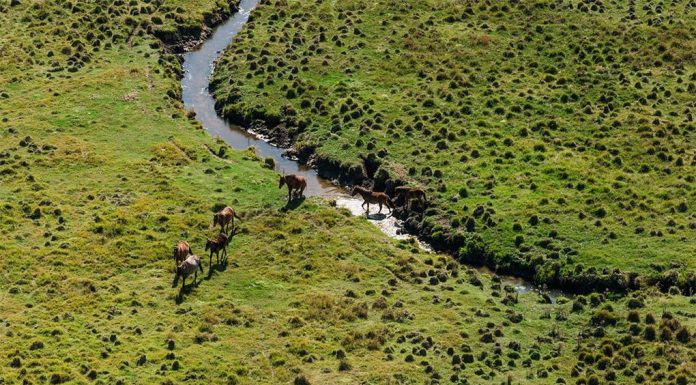 NSW 야생마 공중 사격 제안 검토 For expert marksmen, it's easy to get a clear shot in the open plains of northern Kosciuszko National Park. (James Brickwood)