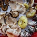 Poisonous mushrooms found in Australia include the death cap mushroom (the larger ones with yellowish – greenish tinge), the ghost fungus and poison pax. (Nine Penny Stephens)