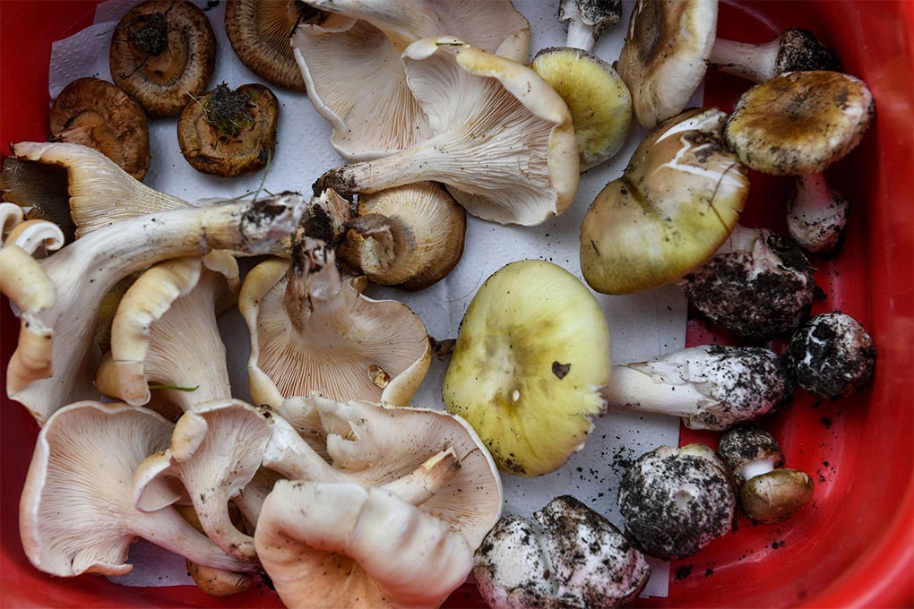 Poisonous mushrooms found in Australia include the death cap mushroom (the larger ones with yellowish - greenish tinge), the ghost fungus and poison pax. (Nine Penny Stephens)
