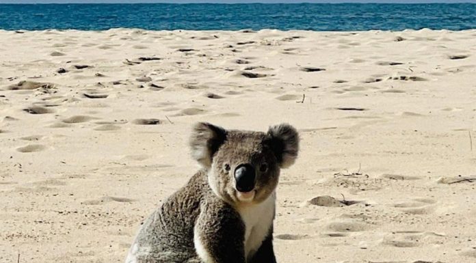 NSW 사랑스러운 코알라 사진 뒤에 숨겨진 암울한 진실 This photo of a koala on the beach may be cute, but it's sparked concerns about habitat loss. Picture Facebook.