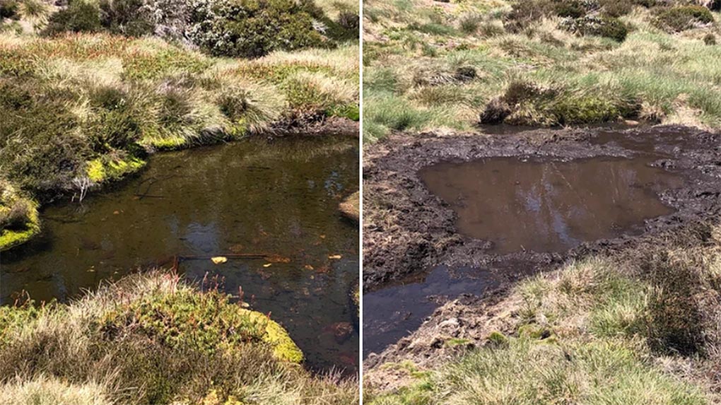 Two nearby Australian high country ponds, one trashed by hard-hooved animals and one in pristine condition. (Twitter)