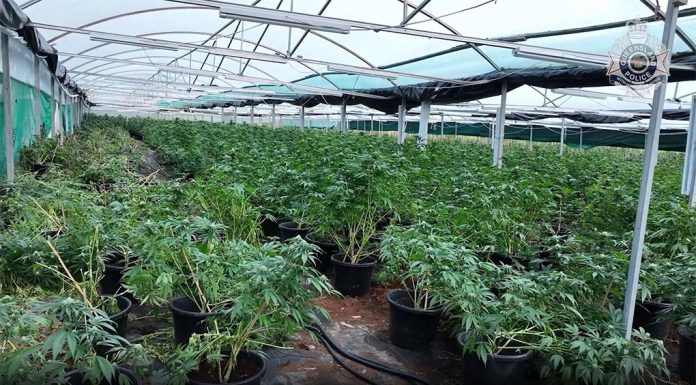 호주 범죄 단속 기간 동안 약 1000명이 체포, 4억 7천 5백만 달러치 마약 압수 Queensland Police uncovered six greenhouses containing 2284 cannabis plants and more than 6.9 kilos of dried cannabis at a rural property in Gunalda. (Queensland Police)