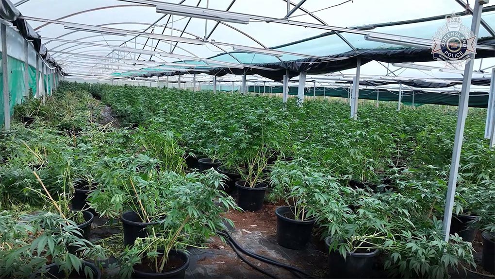 Queensland Police uncovered six greenhouses containing 2284 cannabis plants and more than 6.9 kilos of dried cannabis at a rural property in Gunalda. (Queensland Police)