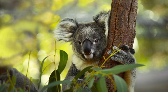 코알라 허브가 있는 NSW 산림, 벌목 중단 The Minns government has halted logging in more than 100 sections of state forest on the Mid North Coast. (Getty ImagesiStockphoto)