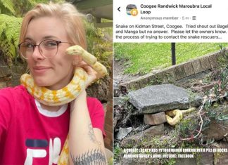 시드니, 잃어버린 애완 뱀이 집으로 돌아와 The 25 year-old owner in a new picture with her python, Mango. Picture Facebook