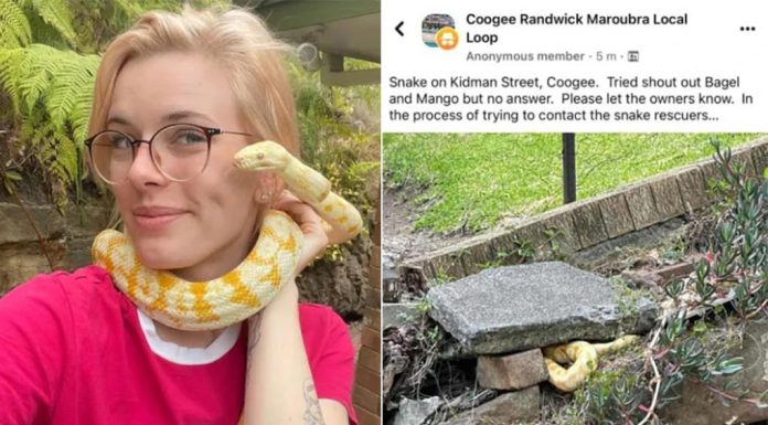 시드니, 잃어버린 애완 뱀이 집으로 돌아와 The 25 year-old owner in a new picture with her python, Mango. Picture Facebook