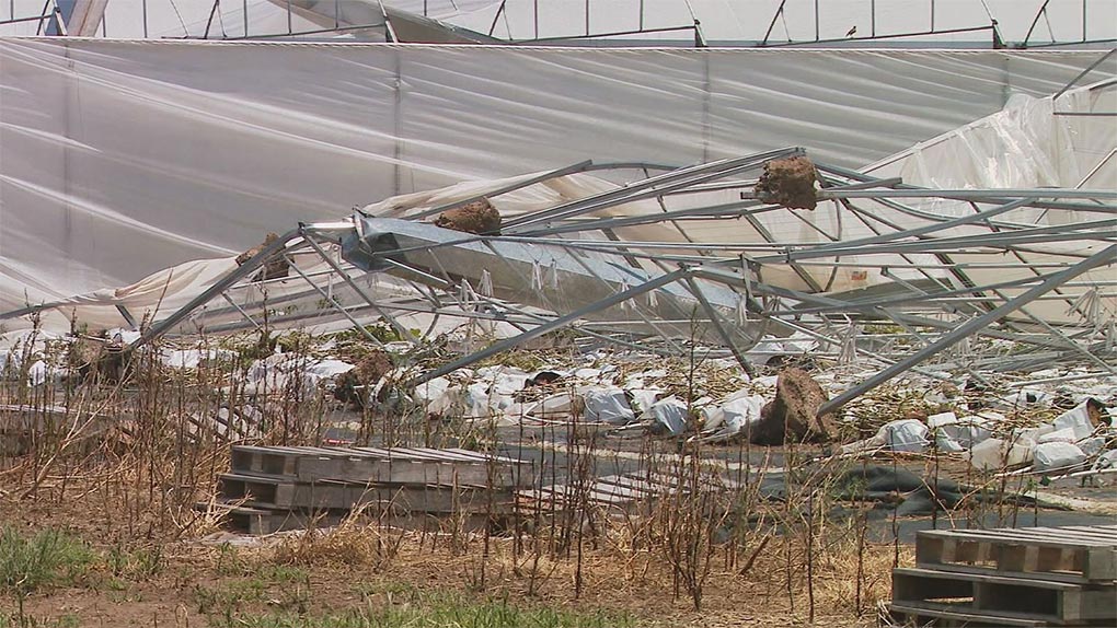 The severe weather has left a tangled mess of metal and greenhouse roofing near the family's eggplant crop. (9News