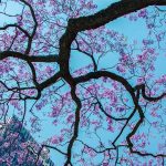 mitchell-luo_unsplash