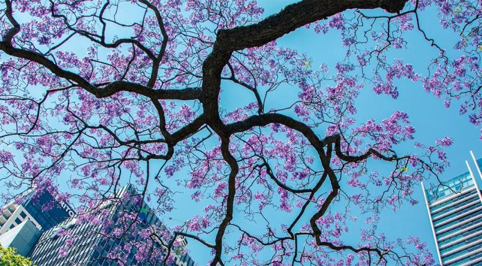 십이월의 자카란다 mitchell-luo_unsplash