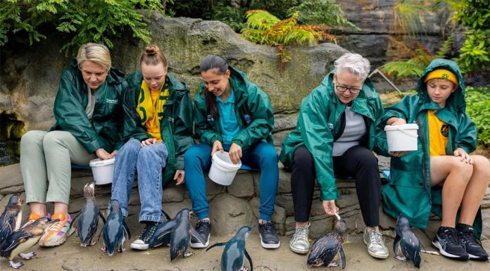 시드니 아기 펭귄들, 마틸다의 이름을 붙여 Matildas midfielder Alex Chidiac visited the zoo NSW Environment Minister Penny Sharpe to meet her namesake. Picture Supplied Taronga Zoo