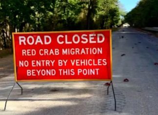 크리스마스 섬의 붉은 게들의 대이동 Motorists are urged to drive with caution around the island as the crabs make their migration. (Christmas Island TourismFacebook)