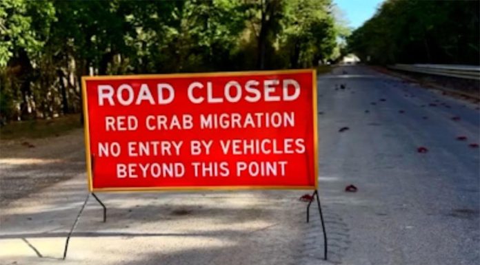 크리스마스 섬의 붉은 게들의 대이동 Motorists are urged to drive with caution around the island as the crabs make their migration. (Christmas Island TourismFacebook)