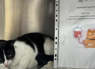 시드니 고양이 혈액 공급이 ‘심각’ 수준, 고양이들에게 헌혈 호소 A Sydney animal hospital desperately needs donations of blood - from cats. Animal Referral Hospital (ARH) in Homebush in the city's west, is asking Sydney cat owners to register their pets as a blood donors as supplies at the hospital reach "critical levels". (Supplied)