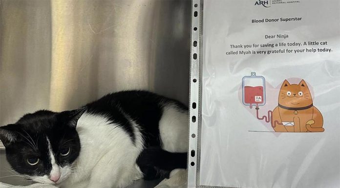 시드니 고양이 혈액 공급이 ‘심각’ 수준, 고양이들에게 헌혈 호소 A Sydney animal hospital desperately needs donations of blood - from cats. Animal Referral Hospital (ARH) in Homebush in the city's west, is asking Sydney cat owners to register their pets as a blood donors as supplies at the hospital reach "critical levels". (Supplied)