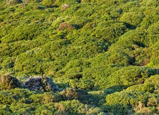 실종된 여성, NSW 부쉬에서 살아있는 채로 발견 Adriel Kloppenburg-adriel_Unsplash