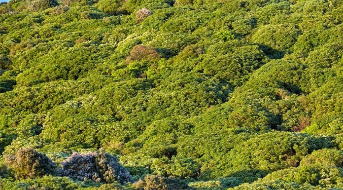 실종된 여성, NSW 부쉬에서 살아있는 채로 발견 Adriel Kloppenburg-adriel_Unsplash