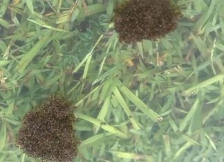 NSW 진격하는 불개미, 발리나 남쪽에서 발견 Fire ants can form floating rafts (Invasive Species Council)
