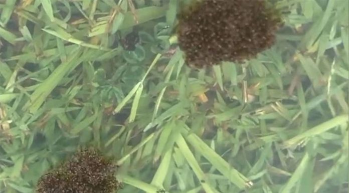 NSW 진격하는 불개미, 발리나 남쪽에서 발견 Fire ants can form floating rafts (Invasive Species Council)