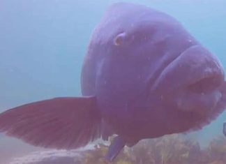 시드니, 사랑받던 블루 그로퍼 ‘Gus’ 사망 사건, 경찰 수사 중 Gus the blue groper pictured underwater. (Nine)