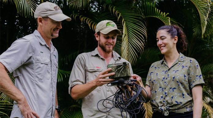 놀라운 악어의 ‘사랑 언어’ 밝혀낸 새로운 연구 결과 University of the Sunshine Coast's researchers are understanding the love languages between crocodiles. (Supplied)