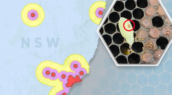 호주, 벌에 치명적인 기생충 바이러스 Varroa mites were first spotted in Australia in 2022, resulting in government action to protect bees. (9News)