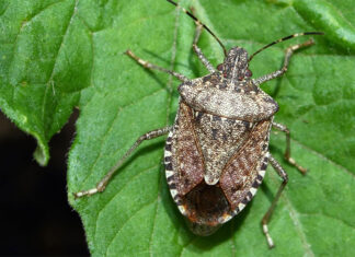 호주정부 여행후 호주로 돌아오는 여행객들에게 악취 벌레 경고 A brown marmorated stink bug. (NSW DPI)