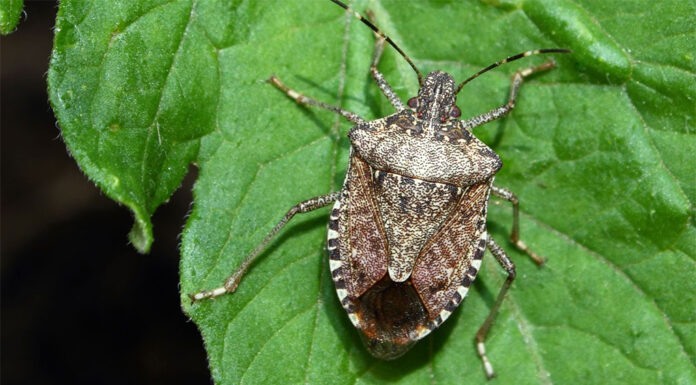 호주정부 여행후 호주로 돌아오는 여행객들에게 악취 벌레 경고 A brown marmorated stink bug. (NSW DPI)