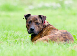 호주정부 공격 가족견 품종 분류작업 박차 COUNTRYSTYLE PHOTOGRAPHY VIA GETTY IMAGESBrindle Staffordshire Bull Terrier