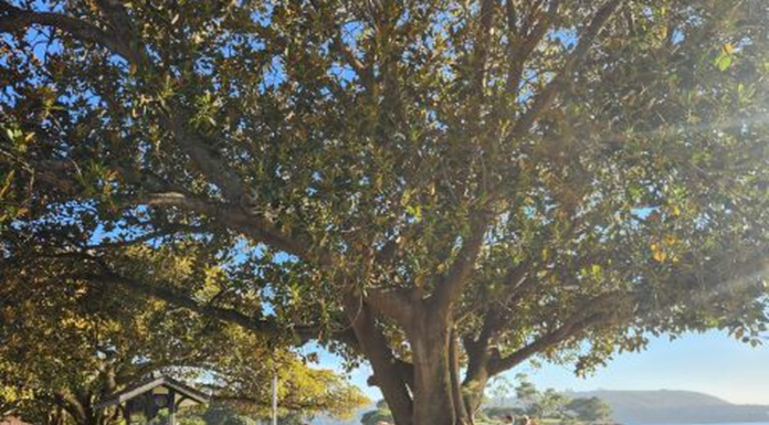 시드니 해변, 역사적인 무화과 나무, 이기주의적인 인간의 공격에서 살아남아 A resident called council after they saw a person drilling at the base of the fig trees. (Mosman Living Facebook)