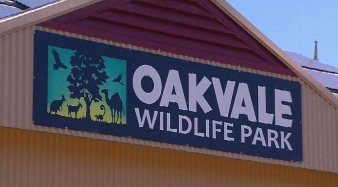 NSW 야생동물 공원 악어에게 살아있는 닭을 던진 남성, 혐의 부인 Oakvale Wildlife Park in the New South Wales Hunter region. (NBN)