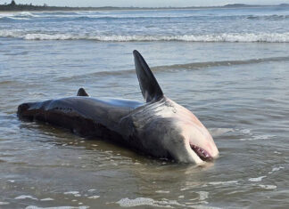 NSW 해변으로 밀려온 백상아리에 충격 The great white shark washed ashore at Kingscliff Beach. (Suzy MartinFacebook)